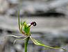 Arachnorchis tentaculata - Mantis Orchid.jpg